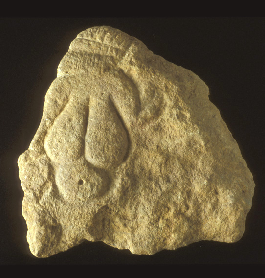 Vénus à tête quadrillée_0